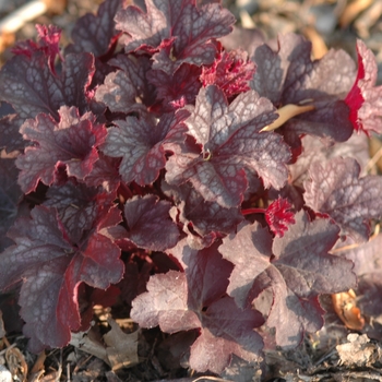 Heuchera 'Midnight Burgundy' 15358