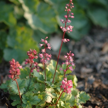 Heuchera 'Petite Pink Bouquet' 