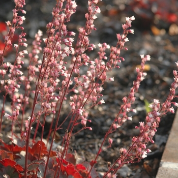 Heuchera 'Petite Ruby Falls' 