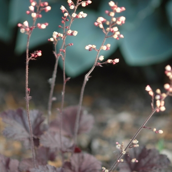 Heuchera 'Ruby Veil' 