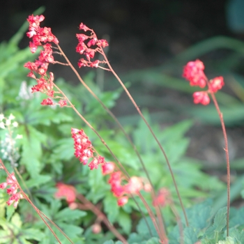 Heuchera sanguinea 'Sioux Falls'