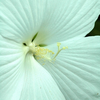 Hibiscus 'Blue River II' 