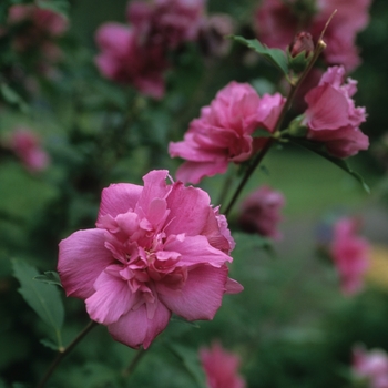 Hibiscus syriacus 'Boule de Feu'