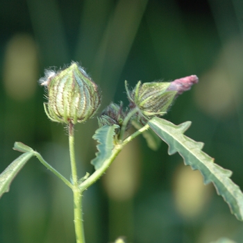 Hibiscus trionum