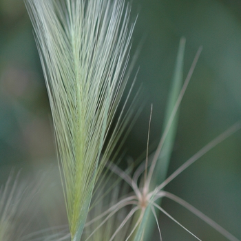 Hordeum jubatum