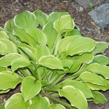 Hosta 'American Dream' 