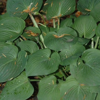 Hosta 'Candy Hearts' 