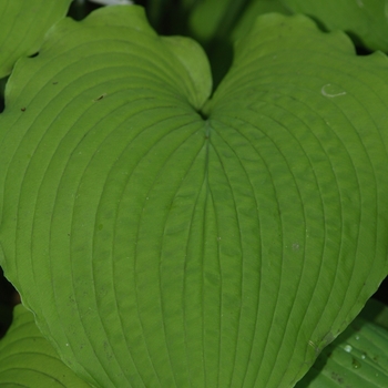 Hosta 'Choo Choo Train' 