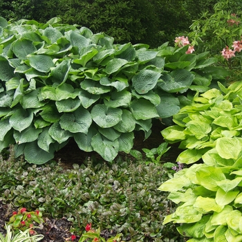 Hosta 'Frilly Puckers' 