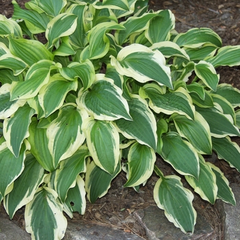 Hosta 'Ground Master' 