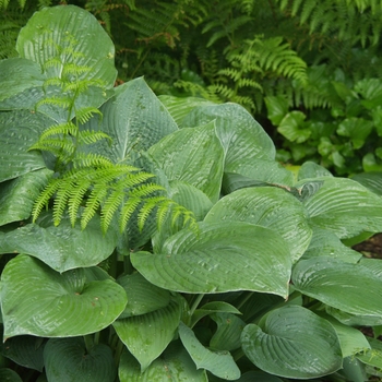 Hosta 'Hoarfrost' 