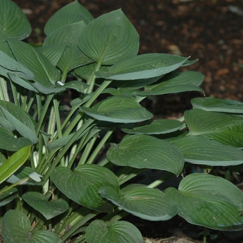 Hosta 'Janet's Green Sox' 