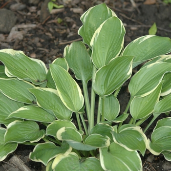 Hosta 'Leola Fraim' 