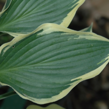 Hosta 'Margin of Error' 