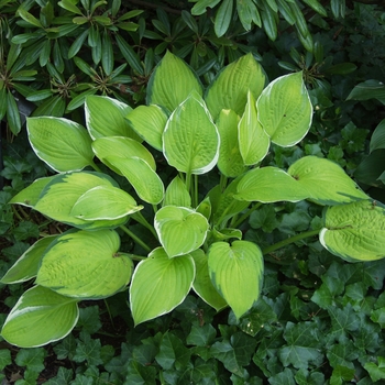 Hosta 'Patriot's Fire' 