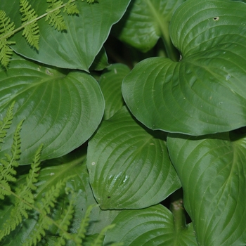 Hosta 'Pistachio Cream' 