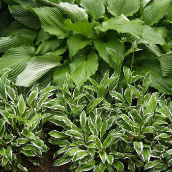 Hosta 'See Saw' 