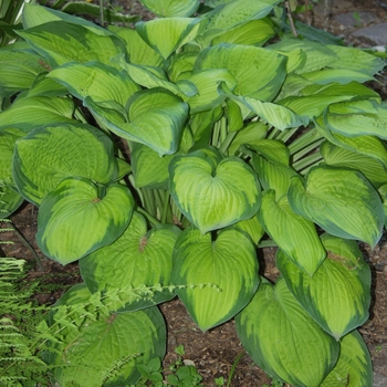 Hosta 'September Sun' 