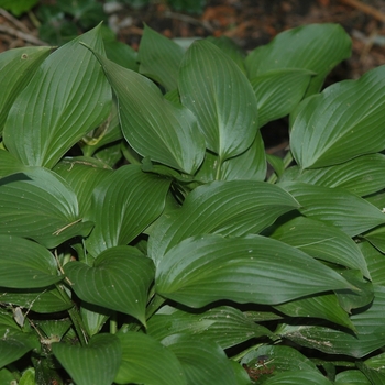 Hosta 'Sparkling Burgundy' 