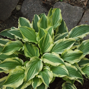 Hosta 'Sparky' 