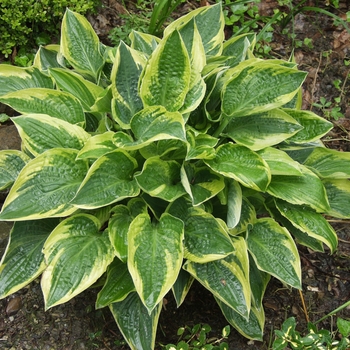 Hosta 'Stetson' 