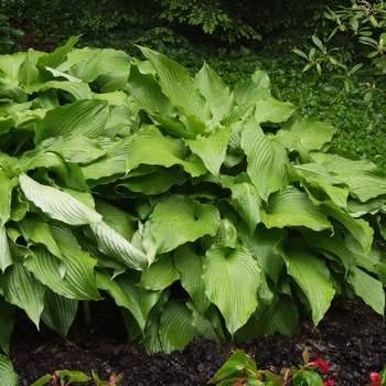 Hosta 'Sunami' 