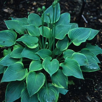 Hosta 'Abby'