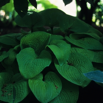 Hosta 'Abiqua Recluse'
