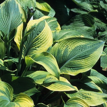 Hosta 'Alex Summers'
