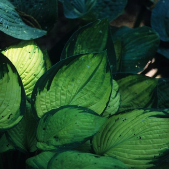 Hosta 'American Fashion' 