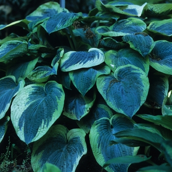 Hosta 'American Halo' 