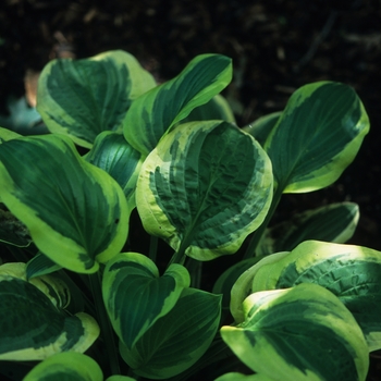 Hosta 'Austin Dickinson' 