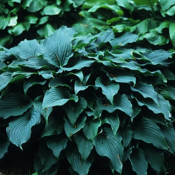 Hosta 'Bette Davis Eyes' 