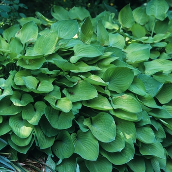 Hosta 'Birchwood Parky's Gold' 