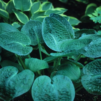 Hosta 'Black Hills' 