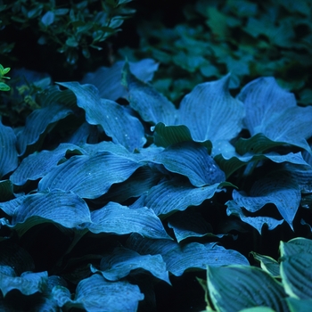 Hosta 'Blue Dimples' 