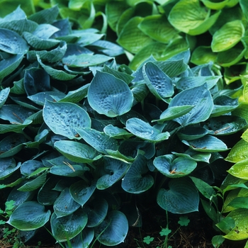 Hosta 'Blue Moon' 