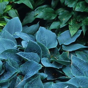 Hosta 'Blue Skies' 