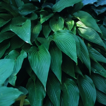 Hosta 'Caput Aurs' 