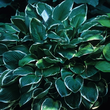 Hosta 'Carol' 