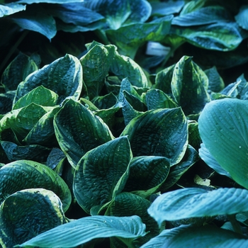 Hosta 'Christmas Tree'