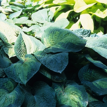 Hosta 'Color Glory' 