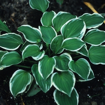 Hosta 'Diamond Tiara' 