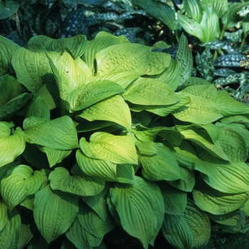 Hosta 'Eagle' 