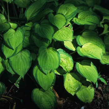 Hosta 'Emerald Tiara'