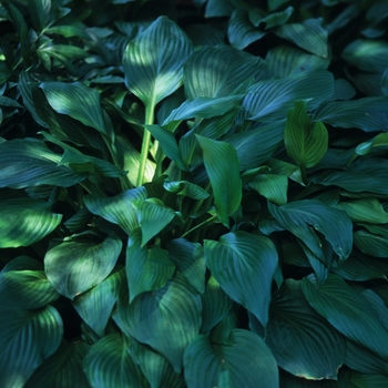 Hosta 'Erromena' 