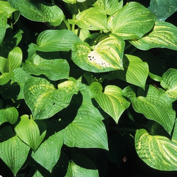 Hosta 'Fascination' 