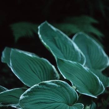 Hosta 'Frosted Jade' 