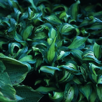 Hosta 'Geisha' 