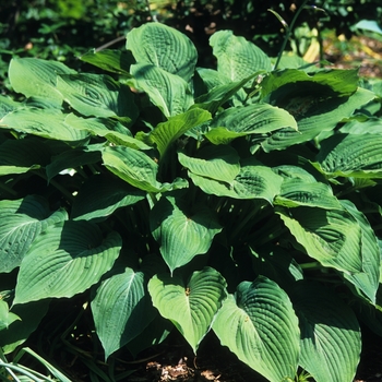 Hosta 'Gigantea' 